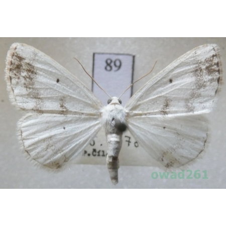 Lomographa temerata (Denis & Schiffermüller, 1775) Czech89